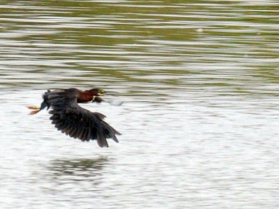71cooks 001greenheron.jpg