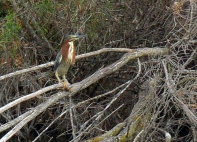 71cooks 003greenheron.jpg
