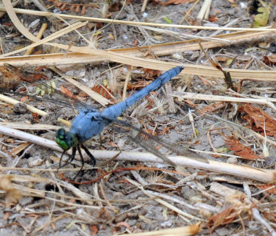 71cooks 007easternpondhawk.jpg