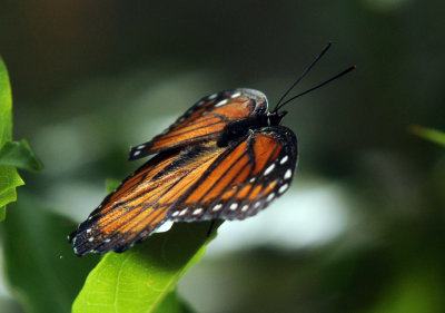 71cooks 052viceroy.jpg