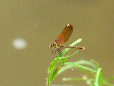 71cooks 155rubyspot.jpg