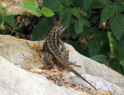 71cooks 179lizard.jpg