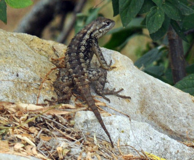 71cooks 182lizard.jpg