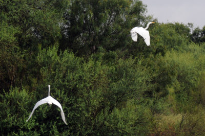 714cooks 013greatEgrets.jpg