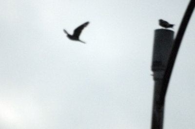 714lesser 039lesser.jpg