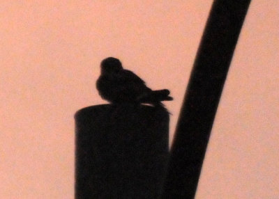 714lesser 057lesser.jpg