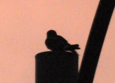 714lesser 058lesser.jpg