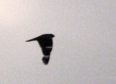 714lesser 093lesser.jpg