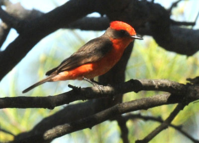 716cooks 040verFlycatcher.jpg