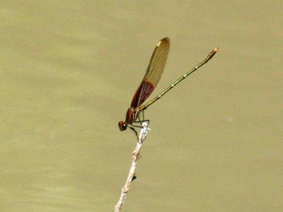 716cooks 138a rubyspot.jpg