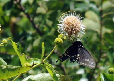 716cooks 155blackswallowtail.jpg