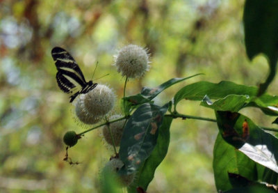716cooks 231Zebra Heliconian Heliconius charithonia .jpg