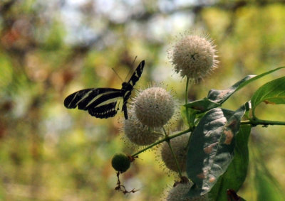 716cooks 238Zebra Heliconian Heliconius charithonia zzzzzzzzzzzzz.jpg