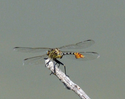 716cooks 292flag-tail spiylegs.jpg