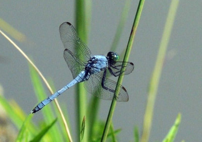 716cooks easternpondhawk.jpg