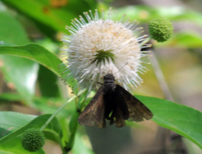 717cooks 062silverspottedskipper.jpg
