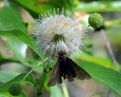 717cooks 063silverspottedskipper.jpg