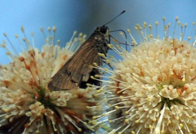 717cooks 097skipper.jpg