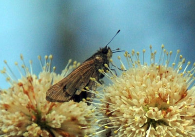 717cooks 099skipper.jpg