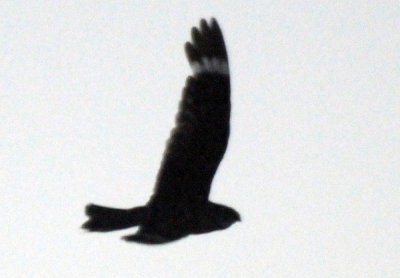717lesser 018lesser.jpg