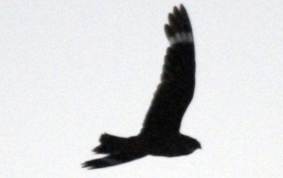 717lesser 019lesser.jpg