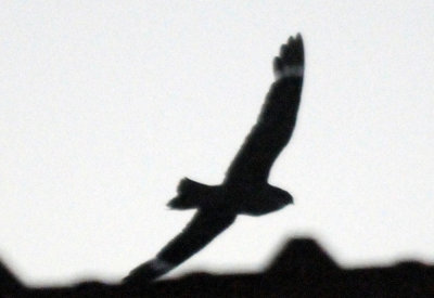 717lesser 020lesser.jpg