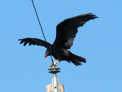 718cooks 013turkeyvulture.jpg
