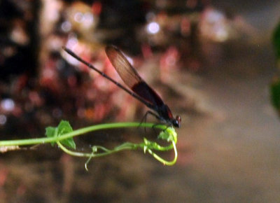 718cooks 029rubyspot.jpg