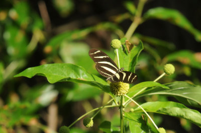 718cooks 057zebra.jpg