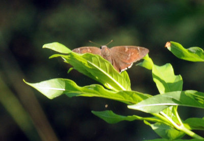 718cooks 067coyotecloudywing.jpg