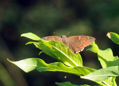 718cooks 068coyotecloudywing.jpg