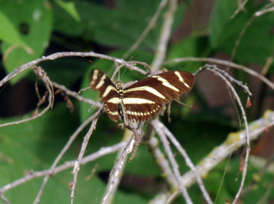 718cooks 089Zebra Heliconian Heliconius charithonia.jpg