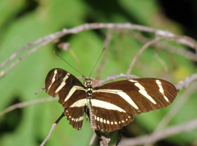 718cooks 100Zebra Heliconian Heliconius charithonia.jpg