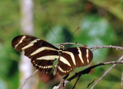718cooks 101Zebra Heliconian Heliconius charithonia.jpg
