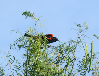 719cooks 013redwing.jpg
