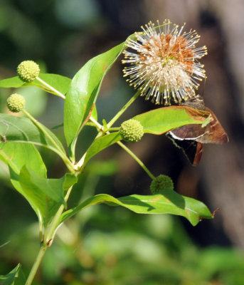 719cooks 091coyoteloudywing.jpg