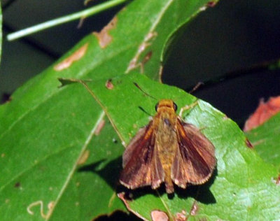 719cooks 104skipper.jpg