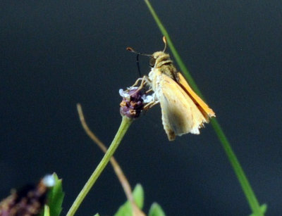719cooks 138skipper.jpg