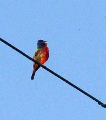 720cooks 017paintedbunting.jpg
