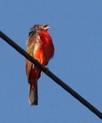 720cooks 028paintedbunting.jpg