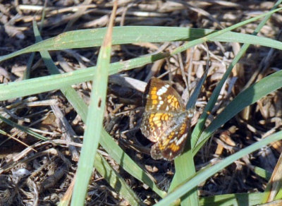 720cooks 055phaon.jpg