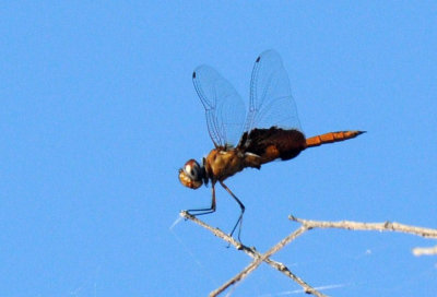 720cooks 060redsaddlebags.jpg