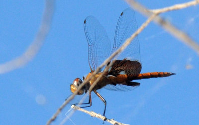 720cooks 062redsaddlebags.jpg