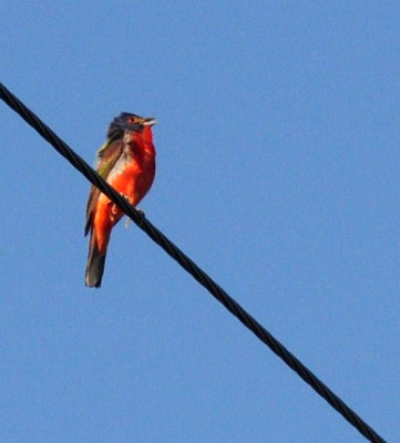 720cooks 021paintedbunting.jpg