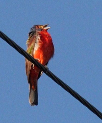 720cooks 028paintedbunting.jpg