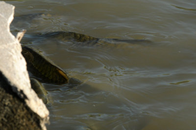 720cooks 054carp.jpg