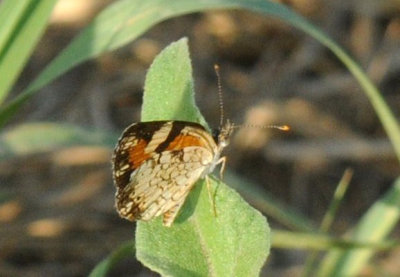 720cooks 057phaon.jpg