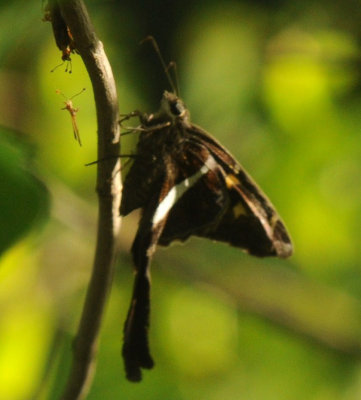 720cooks 085whitestripedlongtail.jpg