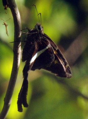 720cooks 090whitestripedlongtail.jpg