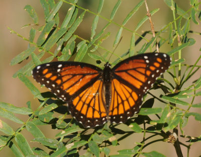 720cooks 095viceroy.jpg